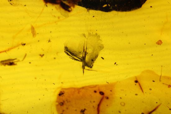 はっきりと大きな虫が鑑賞できる!大きな大きな手のひらサイズのドミニカ産琥珀(Amber)(その6)