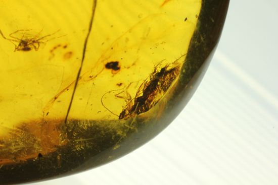 はっきりと大きな虫が鑑賞できる!大きな大きな手のひらサイズのドミニカ産琥珀(Amber)(その7)