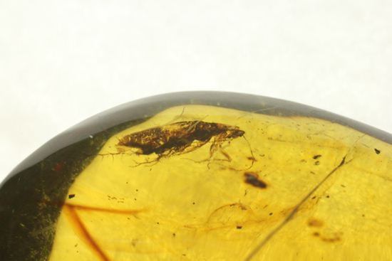はっきりと大きな虫が鑑賞できる!大きな大きな手のひらサイズのドミニカ産琥珀(Amber)(その8)