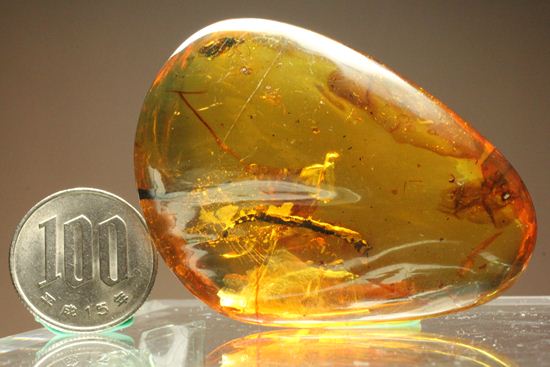 はっきりと大きな虫が鑑賞できる!大きな大きな手のひらサイズのドミニカ産琥珀(Amber)(その9)