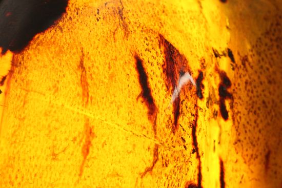 ユニーク三角形!形のよい、手のひらパルムサイズ琥珀 (その12)