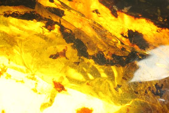 内包物満載です!ドミニカ産の大きな琥珀(Amber)(その11)