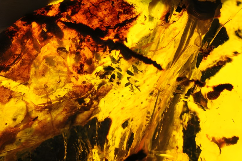 内包物満載です!ドミニカ産の大きな琥珀(Amber)/新生代(6500万年前 -- 現在) 化石セブンスマホ専用サイト