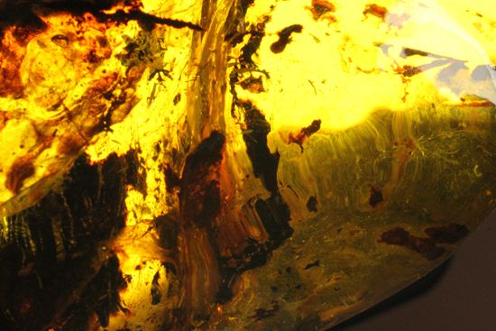 内包物満載です!ドミニカ産の大きな琥珀(Amber)(その8)