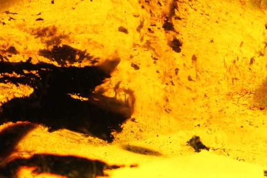 コロンブスが見つけた化石、ドミニカ産琥珀!(パルムサイズ)(その11)