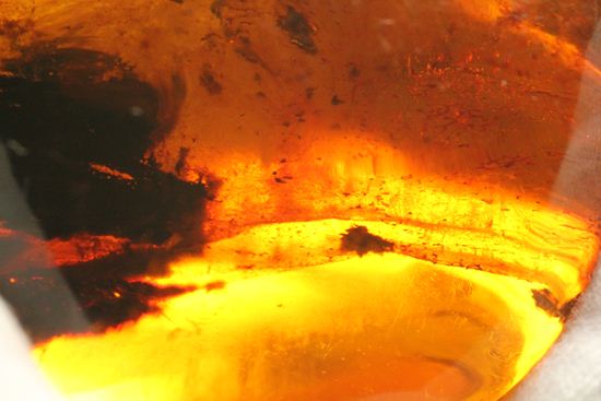 コロンブスが見つけた化石、ドミニカ産琥珀!(パルムサイズ)(その6)