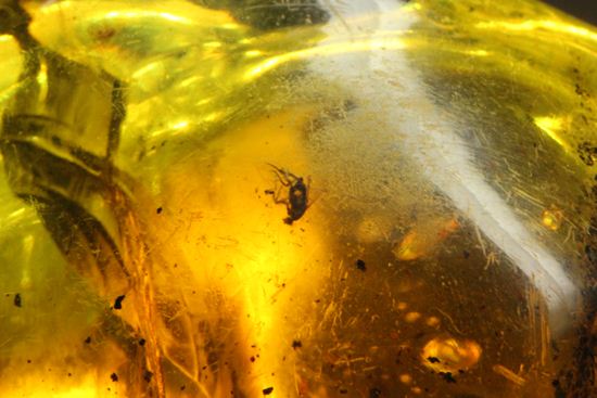 本当にレアです！1．虫入りで2．ナチュラルで3．手のひらサイズの