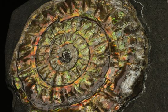大人の配色!シックな中に、きらめく七色!5cmの虹色アンモナイト(Caloceras Johnstoni)(その1)