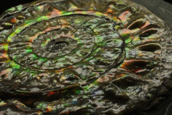 大人の配色!シックな中に、きらめく七色!5cmの虹色アンモナイト(Caloceras Johnstoni)(その10)