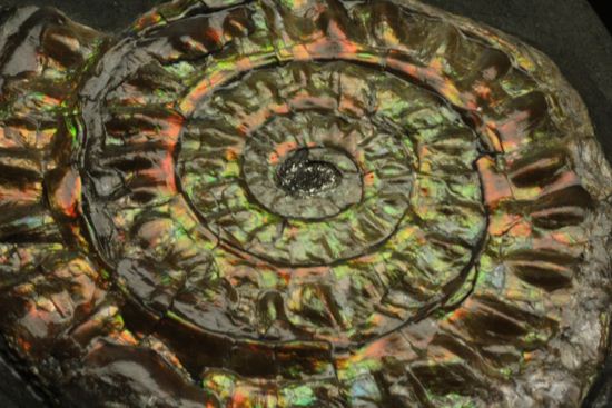 大人の配色!シックな中に、きらめく七色!5cmの虹色アンモナイト(Caloceras Johnstoni)(その11)