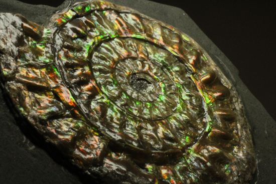 大人の配色!シックな中に、きらめく七色!5cmの虹色アンモナイト(Caloceras Johnstoni)(その12)