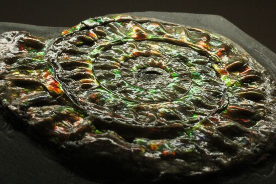 大人の配色!シックな中に、きらめく七色!5cmの虹色アンモナイト(Caloceras Johnstoni)(その13)