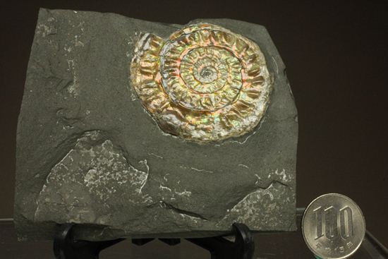 大人の配色!シックな中に、きらめく七色!5cmの虹色アンモナイト(Caloceras Johnstoni)(その14)