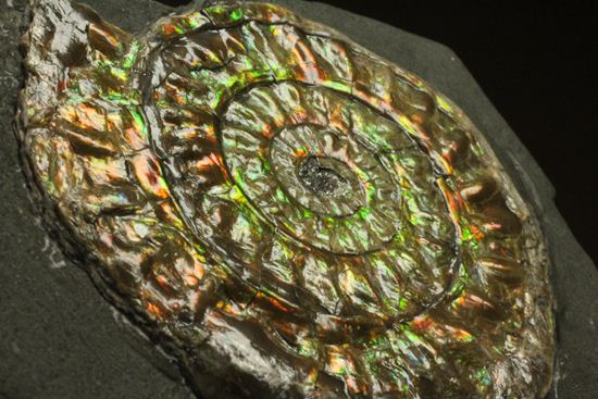 大人の配色!シックな中に、きらめく七色!5cmの虹色アンモナイト(Caloceras Johnstoni)(その15)