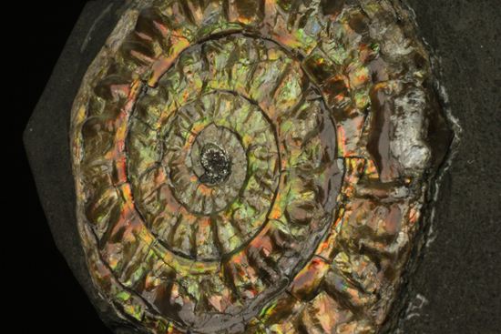 大人の配色!シックな中に、きらめく七色!5cmの虹色アンモナイト(Caloceras Johnstoni)(その16)