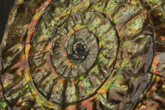 大人の配色!シックな中に、きらめく七色!5cmの虹色アンモナイト(Caloceras Johnstoni)(その2)