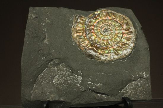 大人の配色!シックな中に、きらめく七色!5cmの虹色アンモナイト(Caloceras Johnstoni)(その3)