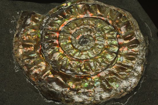 大人の配色!シックな中に、きらめく七色!5cmの虹色アンモナイト(Caloceras Johnstoni)(その4)