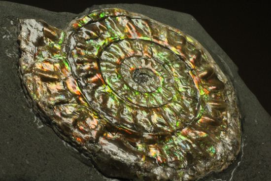 大人の配色!シックな中に、きらめく七色!5cmの虹色アンモナイト(Caloceras Johnstoni)(その5)