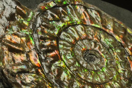 大人の配色!シックな中に、きらめく七色!5cmの虹色アンモナイト(Caloceras Johnstoni)(その6)
