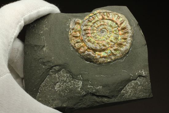 大人の配色!シックな中に、きらめく七色!5cmの虹色アンモナイト(Caloceras Johnstoni)(その7)