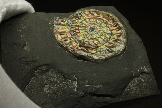 大人の配色!シックな中に、きらめく七色!5cmの虹色アンモナイト(Caloceras Johnstoni)(その8)