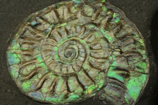 さわやかな新緑を連れてきてくれそうな、緑色のカロセラス・ジョンストニ(Caloceras Johnstoni)(その1)