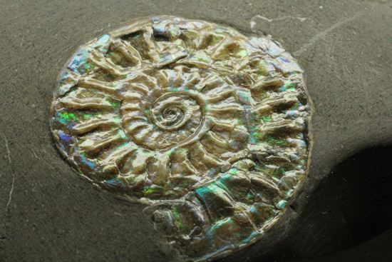 さわやかな新緑を連れてきてくれそうな、緑色のカロセラス・ジョンストニ(Caloceras Johnstoni)(その10)