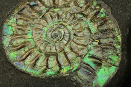 さわやかな新緑を連れてきてくれそうな、緑色のカロセラス・ジョンストニ(Caloceras Johnstoni)(その11)