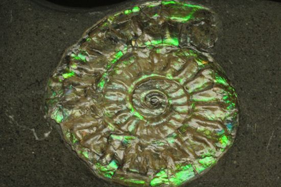 さわやかな新緑を連れてきてくれそうな、緑色のカロセラス・ジョンストニ(Caloceras Johnstoni)(その12)