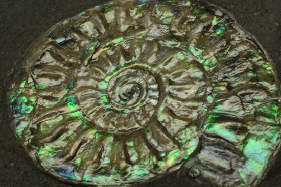 さわやかな新緑を連れてきてくれそうな、緑色のカロセラス・ジョンストニ(Caloceras Johnstoni)(その2)