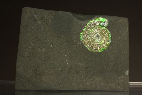 さわやかな新緑を連れてきてくれそうな、緑色のカロセラス・ジョンストニ(Caloceras Johnstoni)(その4)
