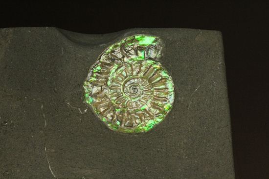 さわやかな新緑を連れてきてくれそうな、緑色のカロセラス・ジョンストニ(Caloceras Johnstoni)(その5)