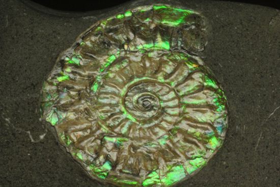 さわやかな新緑を連れてきてくれそうな、緑色のカロセラス・ジョンストニ(Caloceras Johnstoni)(その6)