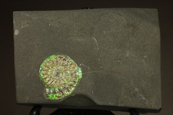さわやかな新緑を連れてきてくれそうな、緑色のカロセラス・ジョンストニ(Caloceras Johnstoni)(その7)