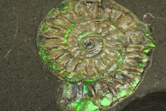 さわやかな新緑を連れてきてくれそうな、緑色のカロセラス・ジョンストニ(Caloceras Johnstoni)(その8)