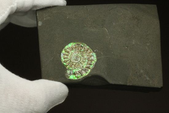 さわやかな新緑を連れてきてくれそうな、緑色のカロセラス・ジョンストニ(Caloceras Johnstoni)(その9)