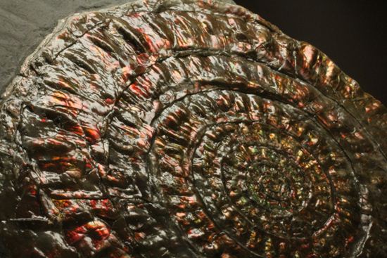 8.5cm!ワインレッドの上品な虹色アンモナイト(Caloceras Johnstoni)(その1)