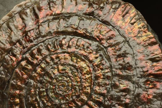 8.5cm!ワインレッドの上品な虹色アンモナイト(Caloceras Johnstoni)(その10)