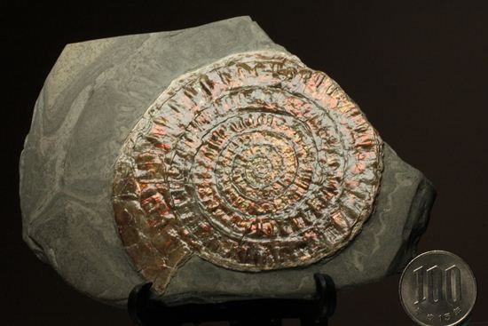 8.5cm!ワインレッドの上品な虹色アンモナイト(Caloceras Johnstoni)(その11)