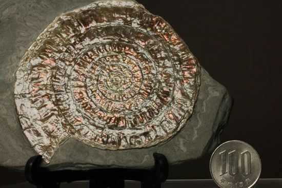 8.5cm!ワインレッドの上品な虹色アンモナイト(Caloceras Johnstoni)(その12)