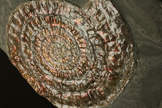 8.5cm!ワインレッドの上品な虹色アンモナイト(Caloceras Johnstoni)(その13)