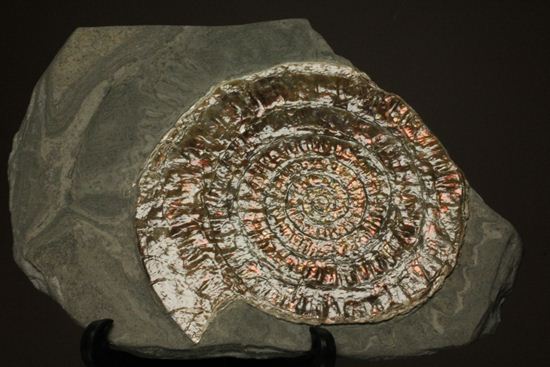 8.5cm!ワインレッドの上品な虹色アンモナイト(Caloceras Johnstoni)(その2)