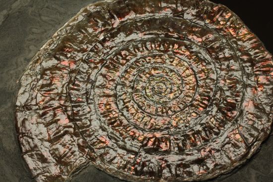 8.5cm!ワインレッドの上品な虹色アンモナイト(Caloceras Johnstoni)(その3)