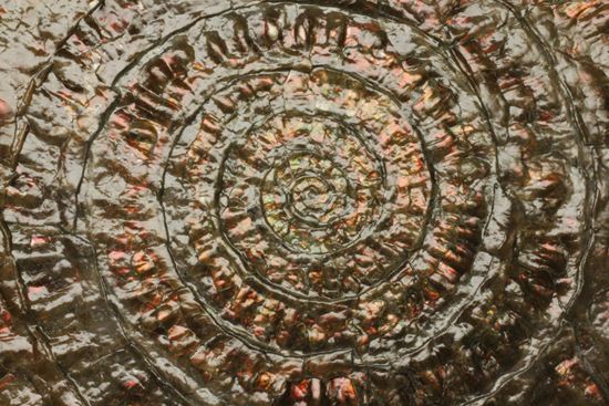 8.5cm!ワインレッドの上品な虹色アンモナイト(Caloceras Johnstoni)(その4)