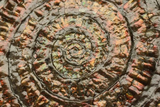 8.5cm!ワインレッドの上品な虹色アンモナイト(Caloceras Johnstoni)(その5)