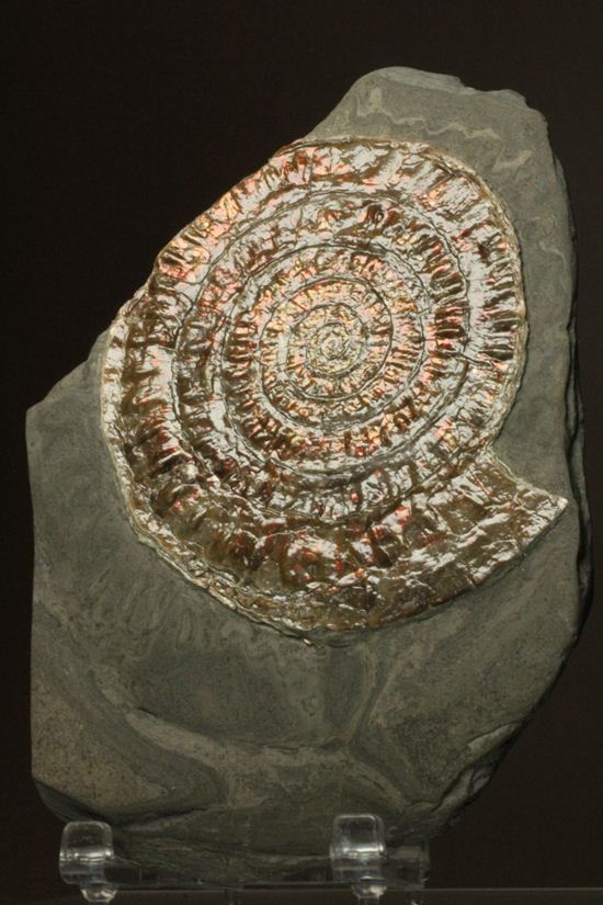 8.5cm!ワインレッドの上品な虹色アンモナイト(Caloceras Johnstoni)(その6)