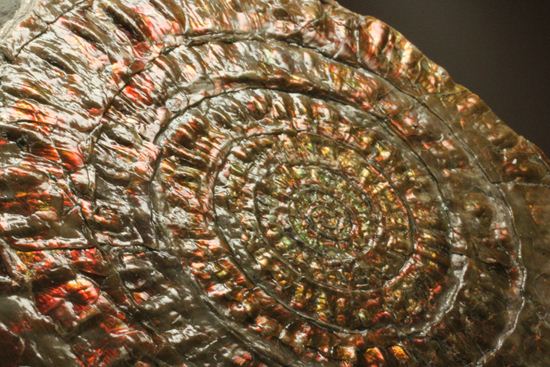 8.5cm!ワインレッドの上品な虹色アンモナイト(Caloceras Johnstoni)(その8)