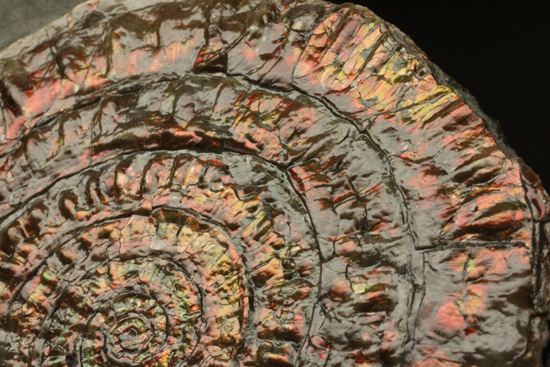 8.5cm!ワインレッドの上品な虹色アンモナイト(Caloceras Johnstoni)(その9)