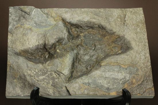米国コネチカット渓谷の俊足恐竜！グラレーター(Grallator）の足跡ネガ化石（その1）